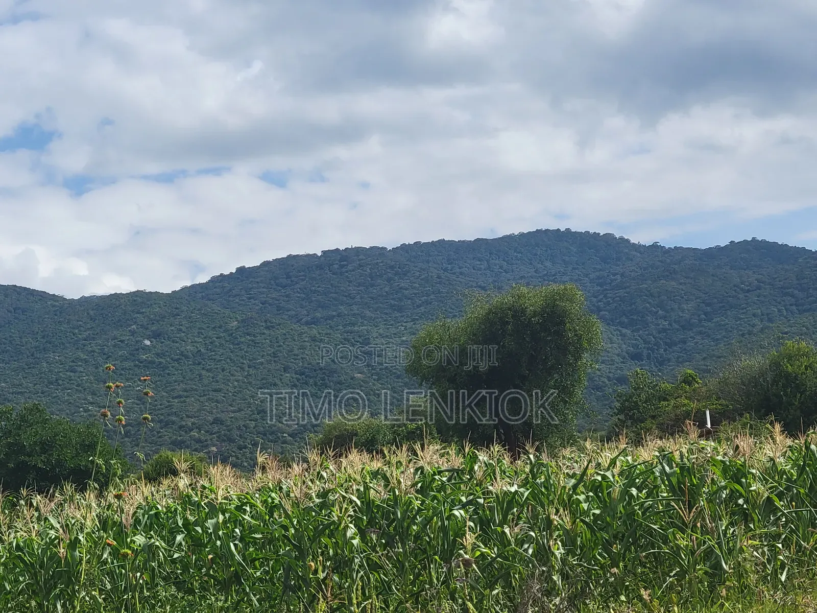 Commercial Land.