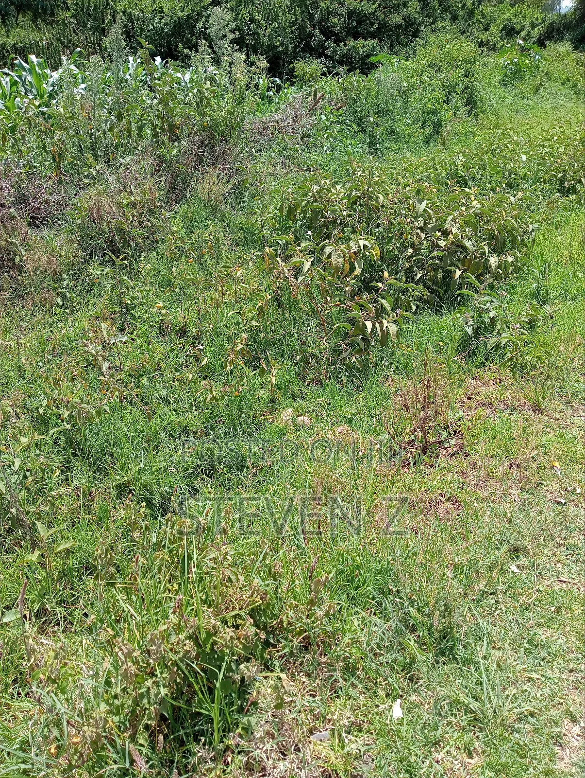 Sale of Plot