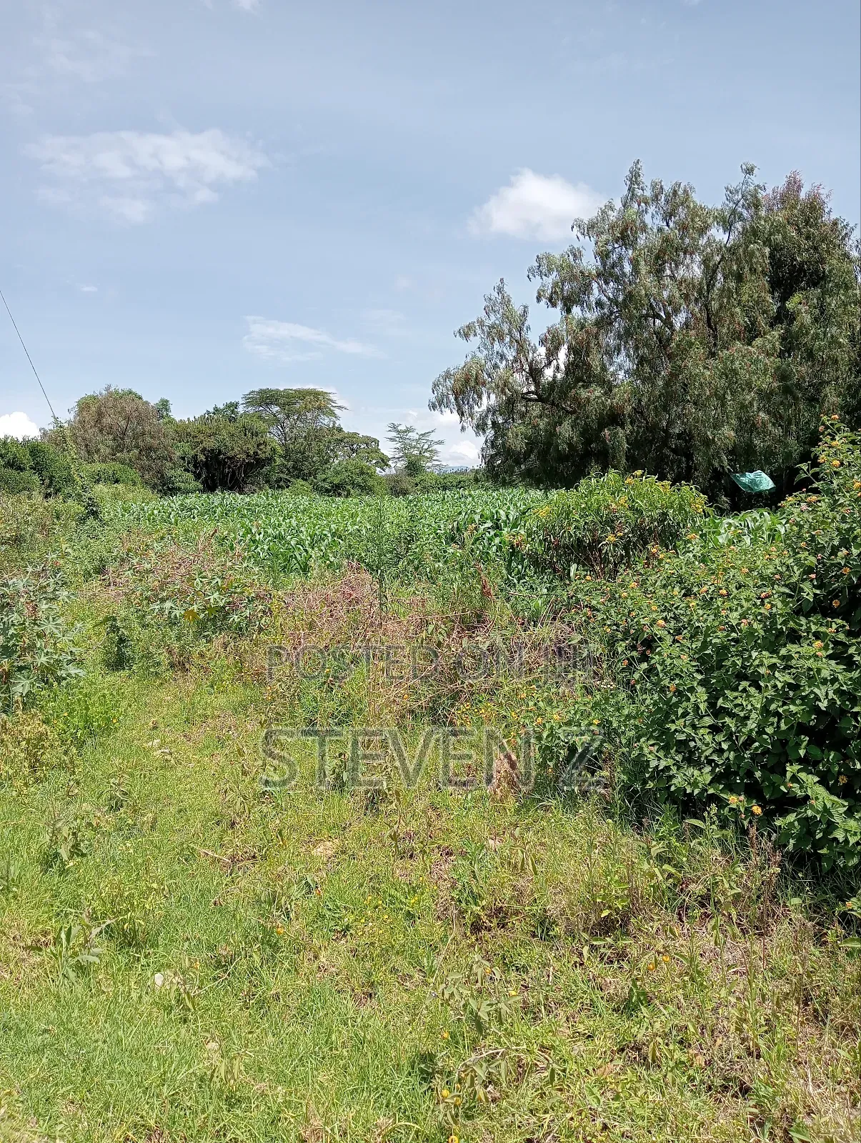 Sale of Plot