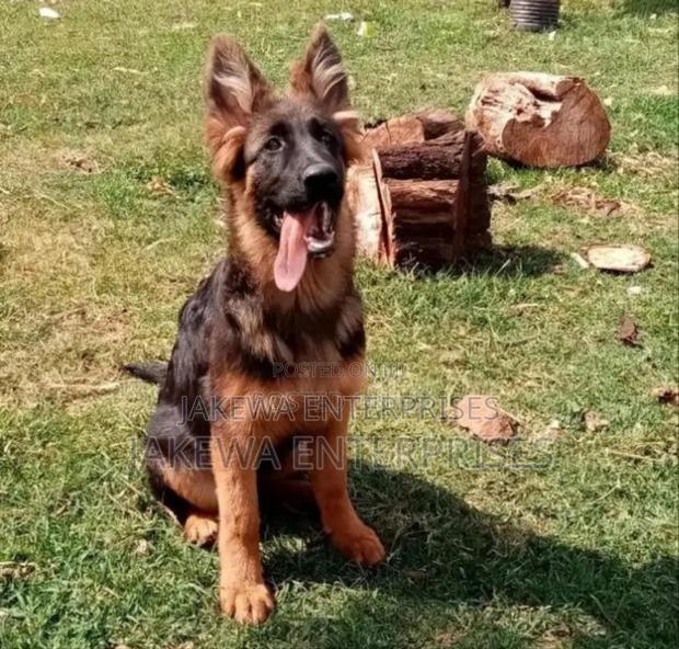 1+ year Male Purebred German Shepherd - main view