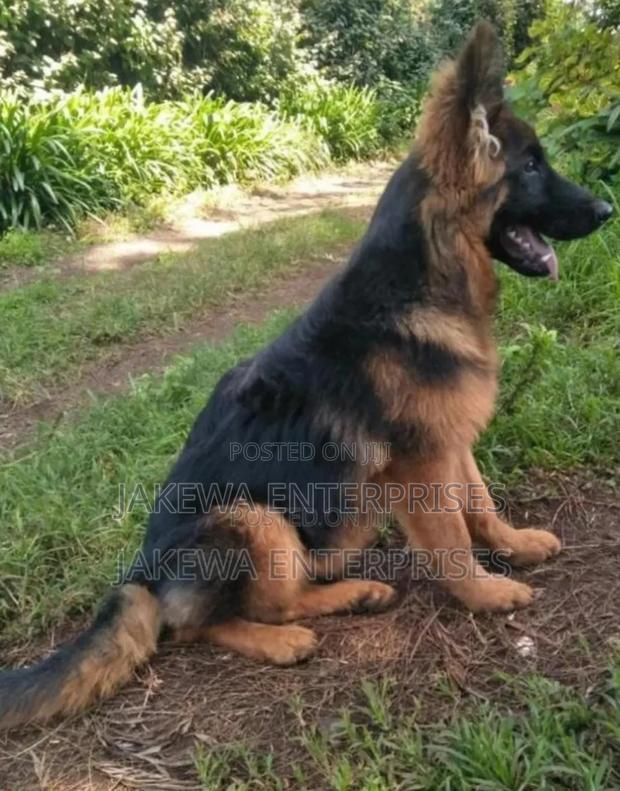 1-3 months Male Purebred German Shepherd - main view