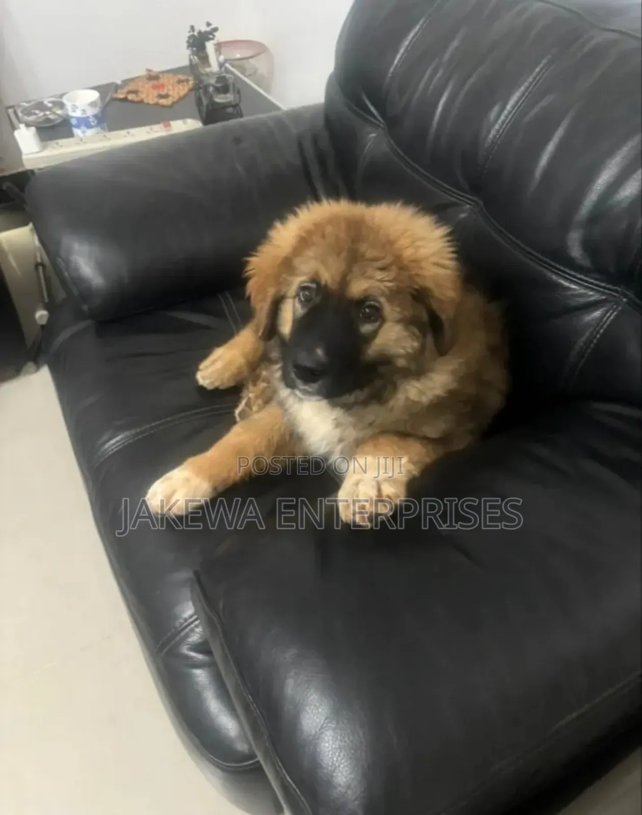 1-3 months Male Purebred Caucasian Shepherd
