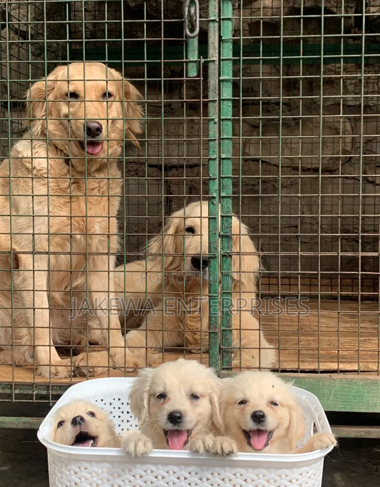 1-3 months Male Purebred Golden Retriever