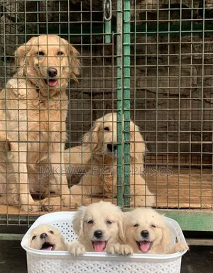 1-3 months Male Purebred Golden Retriever