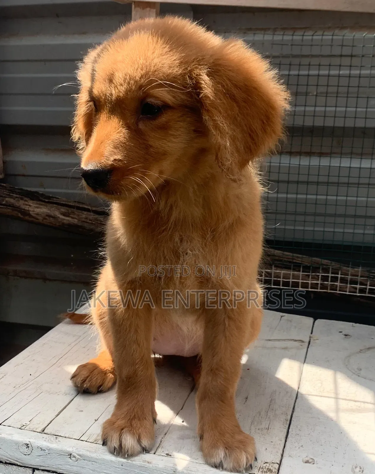 1-3 months Male Purebred Golden Retriever