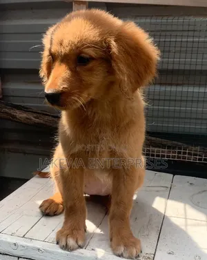 1-3 months Male Purebred Golden Retriever