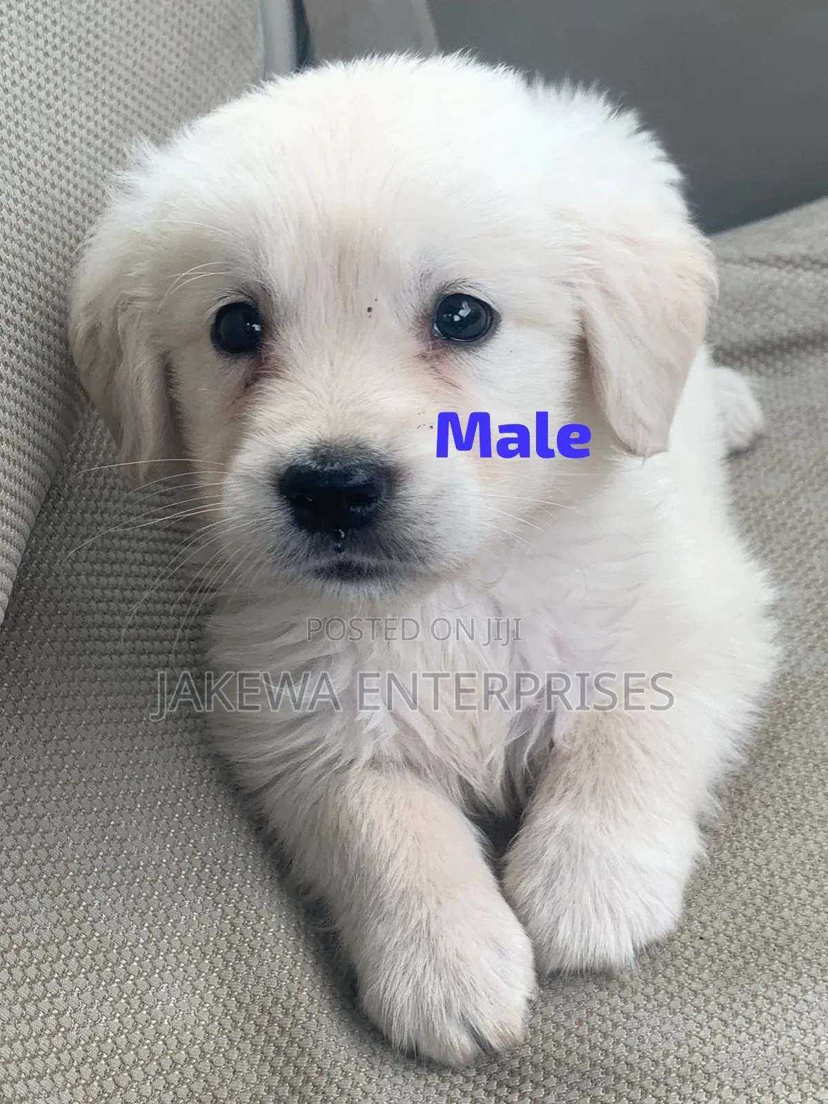 1-3 months Female Purebred Golden Retriever
