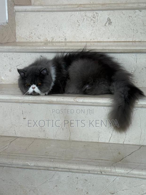 6-12 months Male Purebred Persian