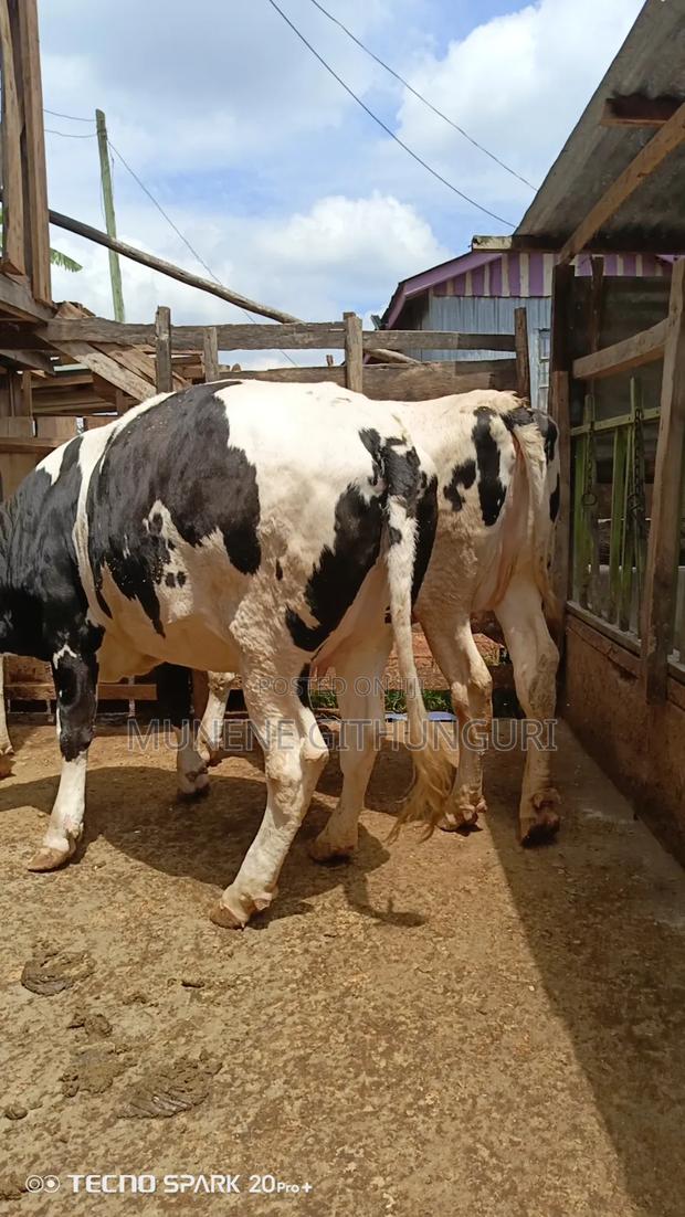Available Heifers - main view