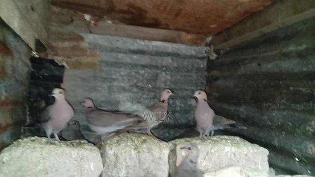 Red Eyed Pegion - main view