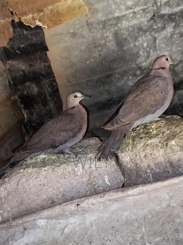 Red Eyed Pegion - thumbnail 2