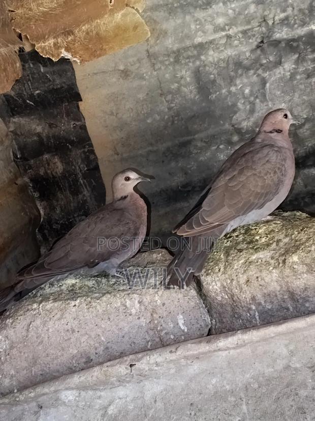 Red Eyed Pegion - thumbnail 3