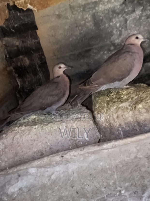 Red Eyed Pegion - thumbnail 4