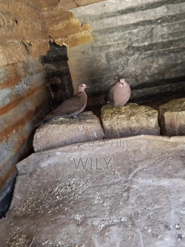 Red Eyed Pegion - thumbnail 5