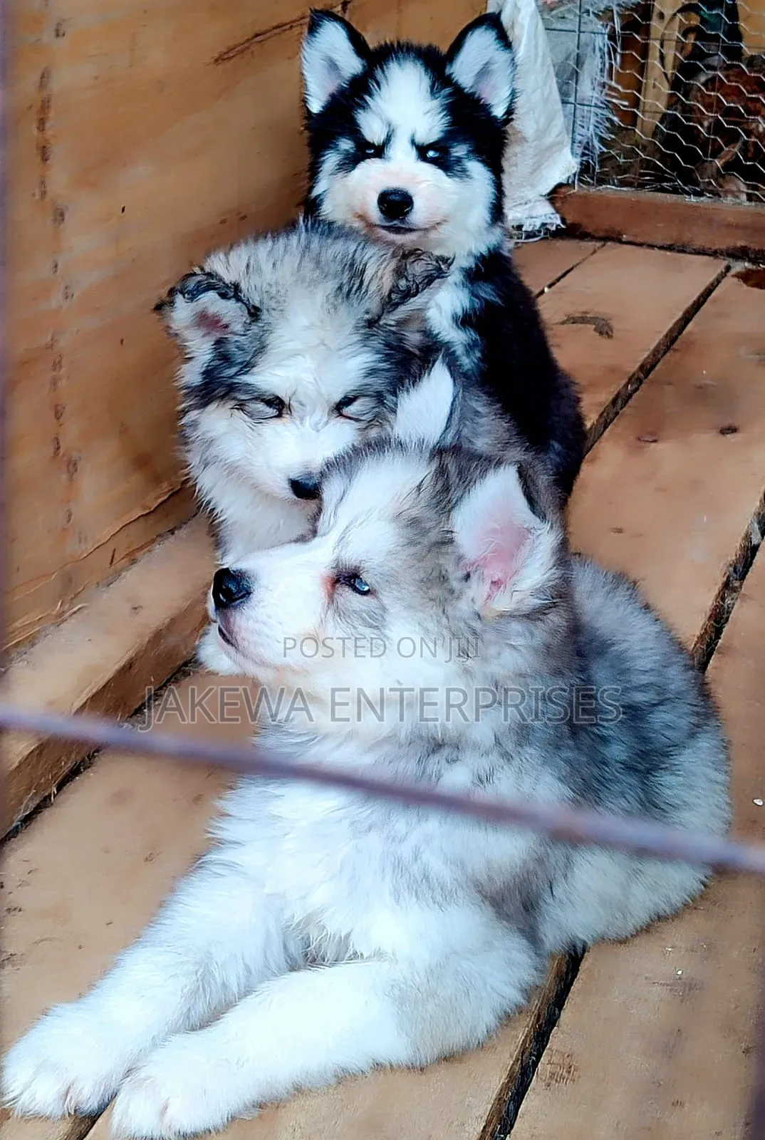 1-3 months Male Purebred Siberian Husky