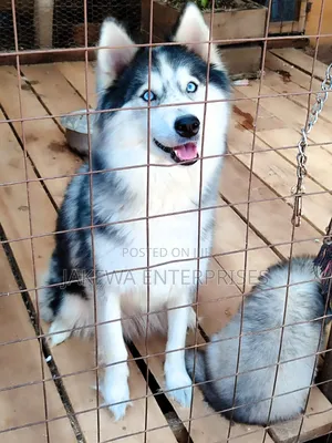1-3 months Male Purebred Siberian Husky