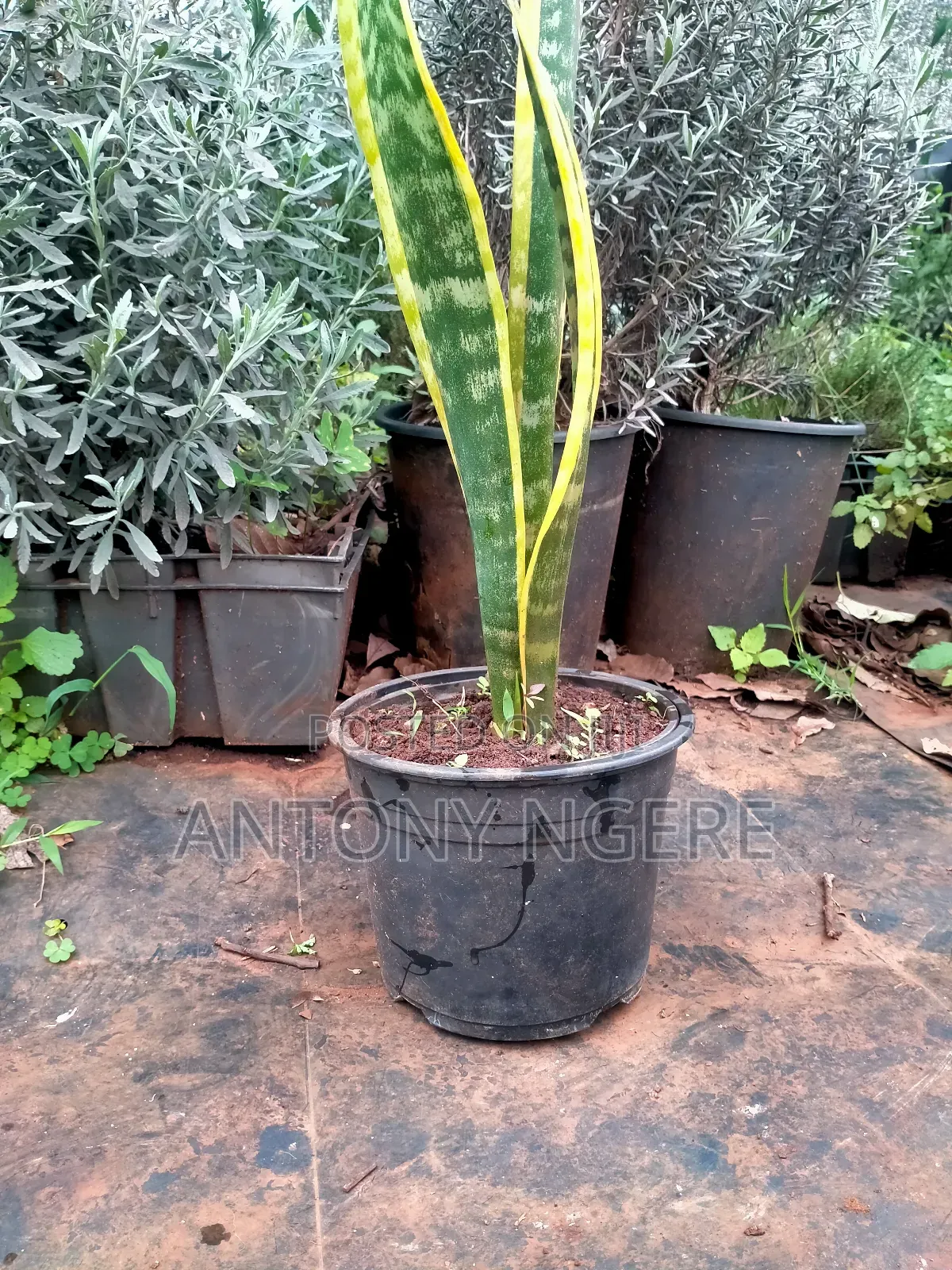 Flower Pot