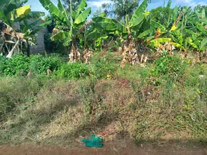 50×100 Plot for Sale in Gitwe, Kutus