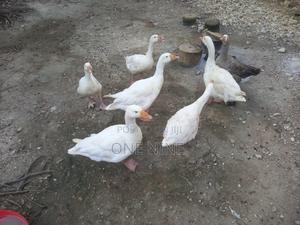 Mature Geese - thumbnail 2
