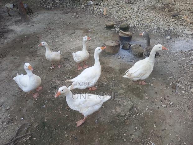 Mature Geese - thumbnail 3