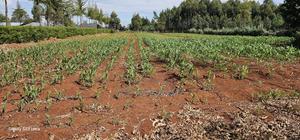 1 Acre Land for Sale in Kapseret Bypass Lobo in Eldoret - thumbnail 2