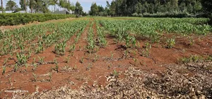 1 Acre Land for Sale in Kapseret Bypass Lobo in Eldoret