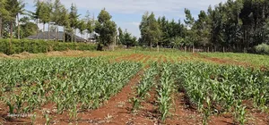 1 Acre Land for Sale in Kapseret Bypass Lobo in Eldoret