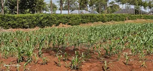 1 Acre Land for Sale in Kapseret Bypass Lobo in Eldoret