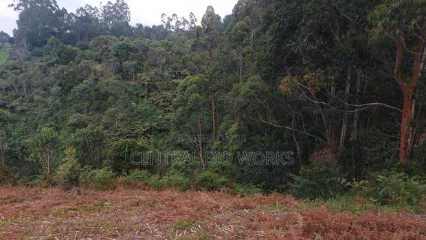 Virgin Land on Quick Sale - thumbnail 10