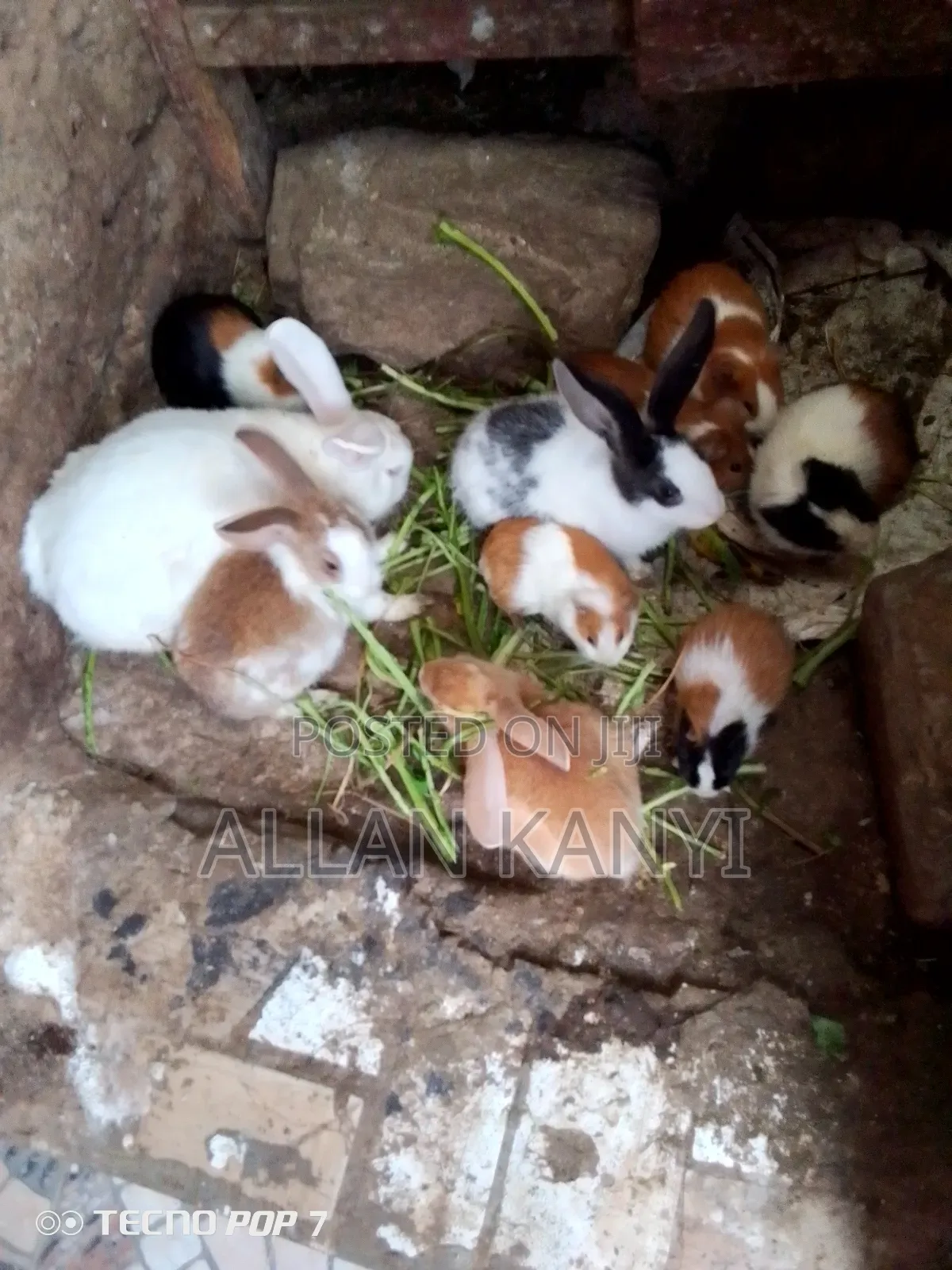 Guinea Pigs for Sale