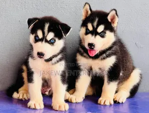 1-3 months Male Purebred Siberian Husky
