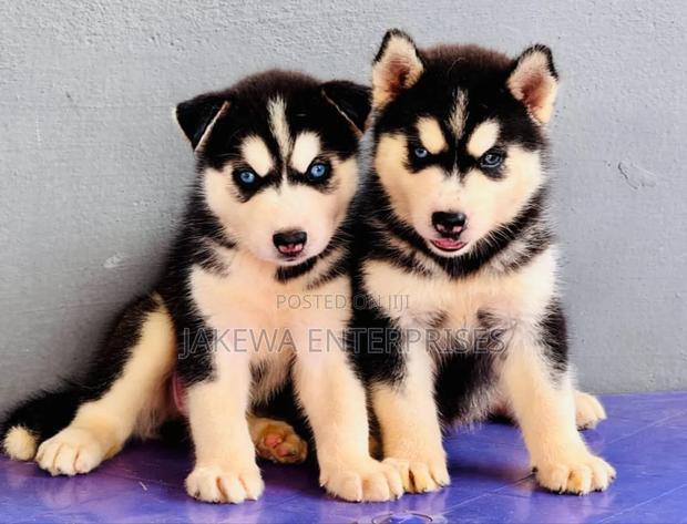 1-3 months Female Purebred Siberian Husky
