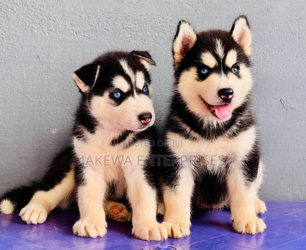 1-3 months Male Purebred Siberian Husky