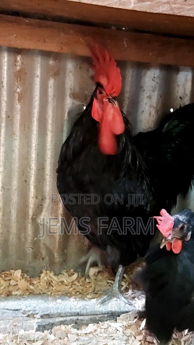 Fertilised Black Australorp Hatching Eggs - main view