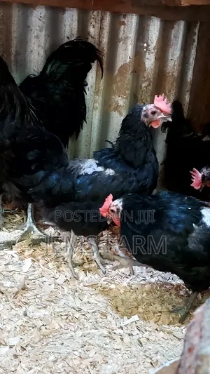 Fertilised Black Australorp Hatching Eggs