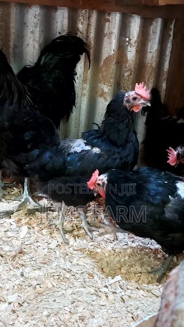 Fertilised Black Australorp Hatching Eggs - thumbnail 2