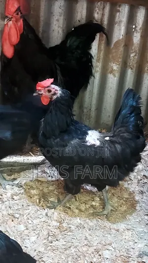Fertilised Black Australorp Hatching Eggs