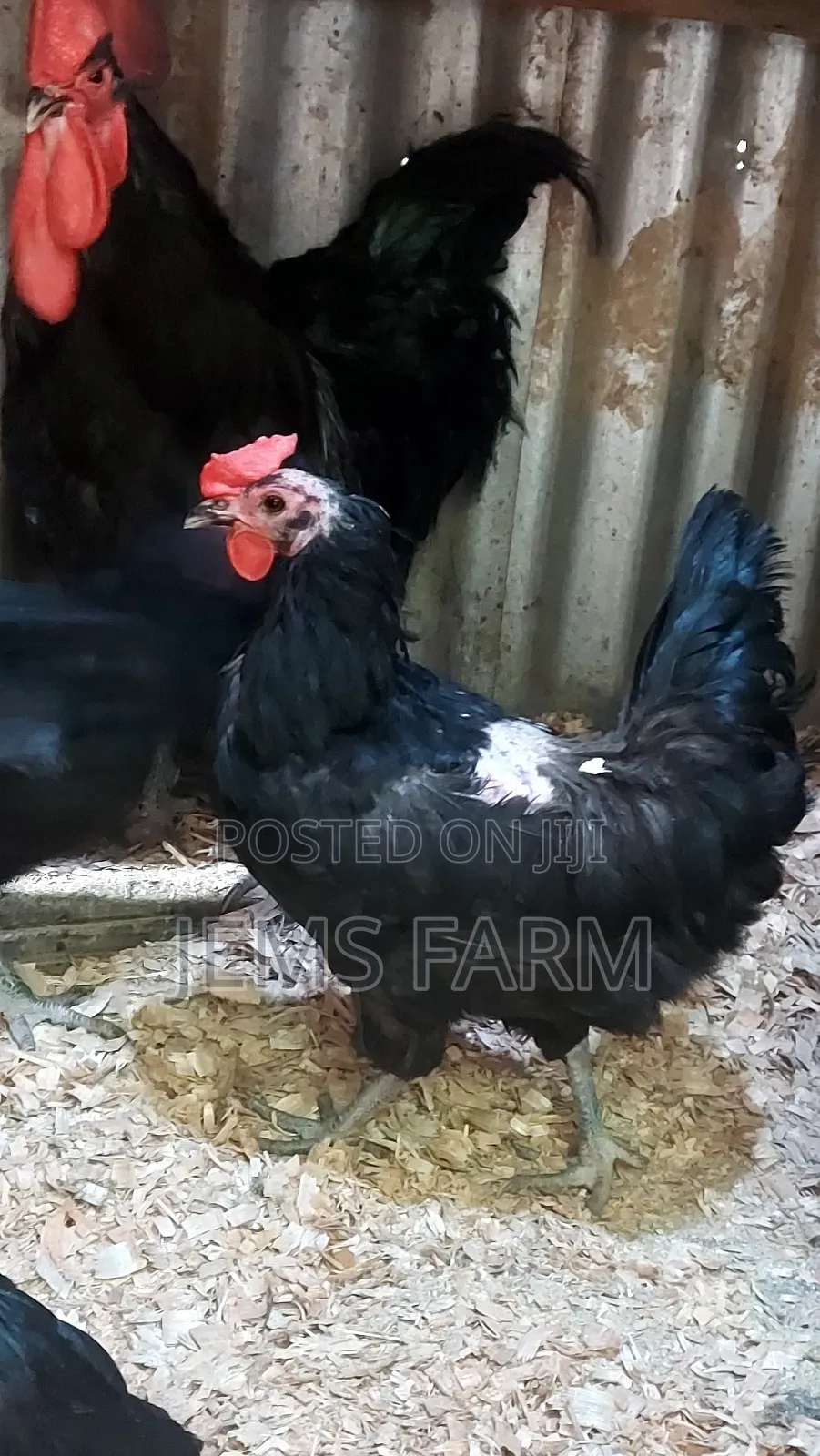 Fertilised Black Australorp Hatching Eggs