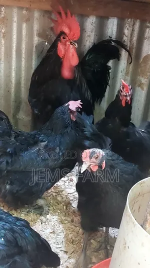 Fertilised Black Australorp Hatching Eggs