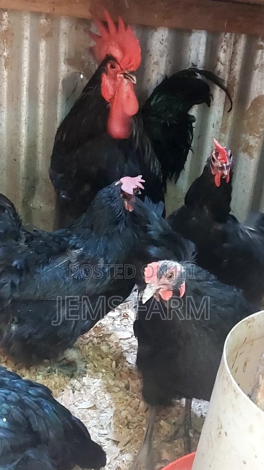 Fertilised Black Australorp Hatching Eggs