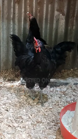 Fertilised Black Australorp Hatching Eggs