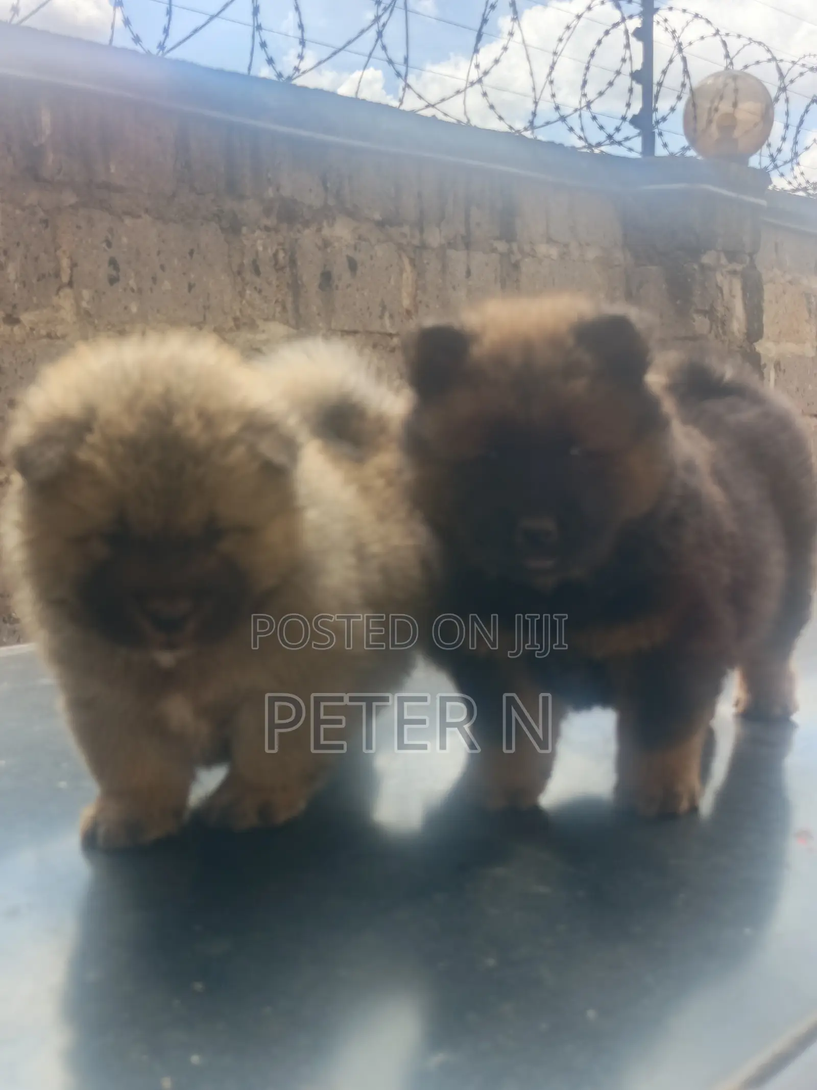 1-3 months Female Purebred Chow Chow