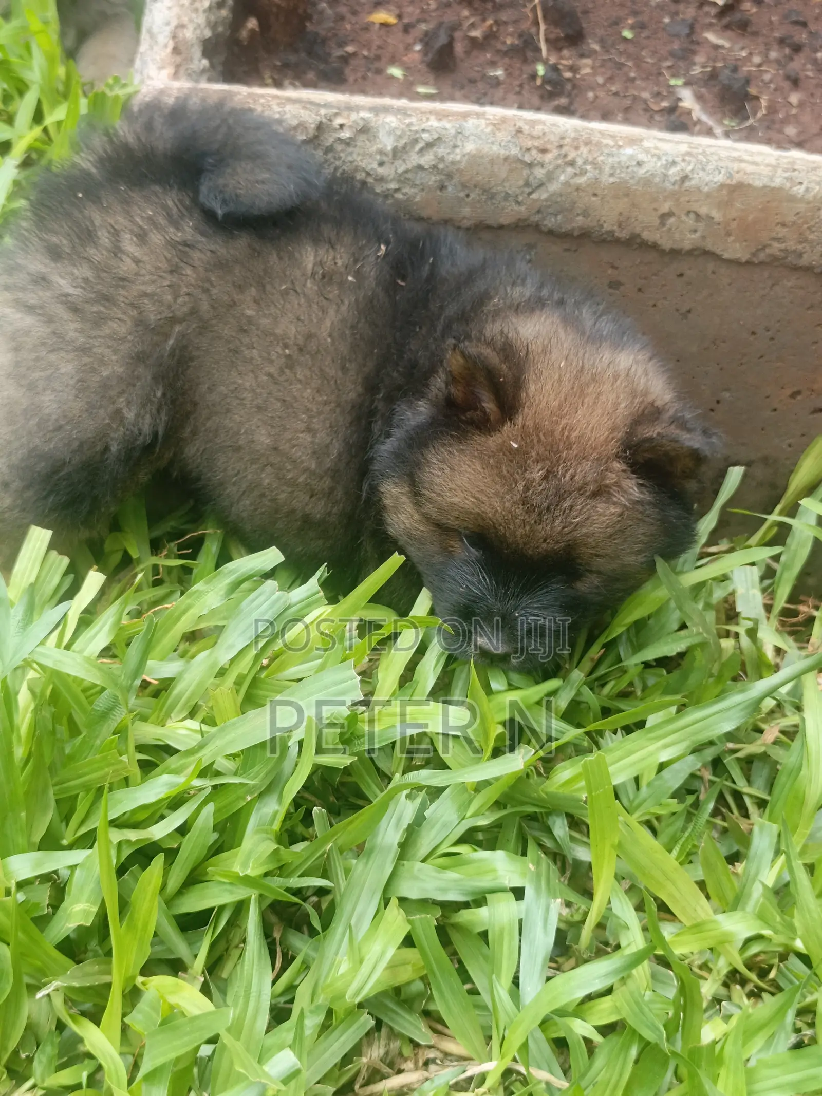 1-3 months Female Purebred Chow Chow