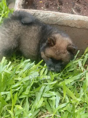 1-3 months Female Purebred Chow Chow