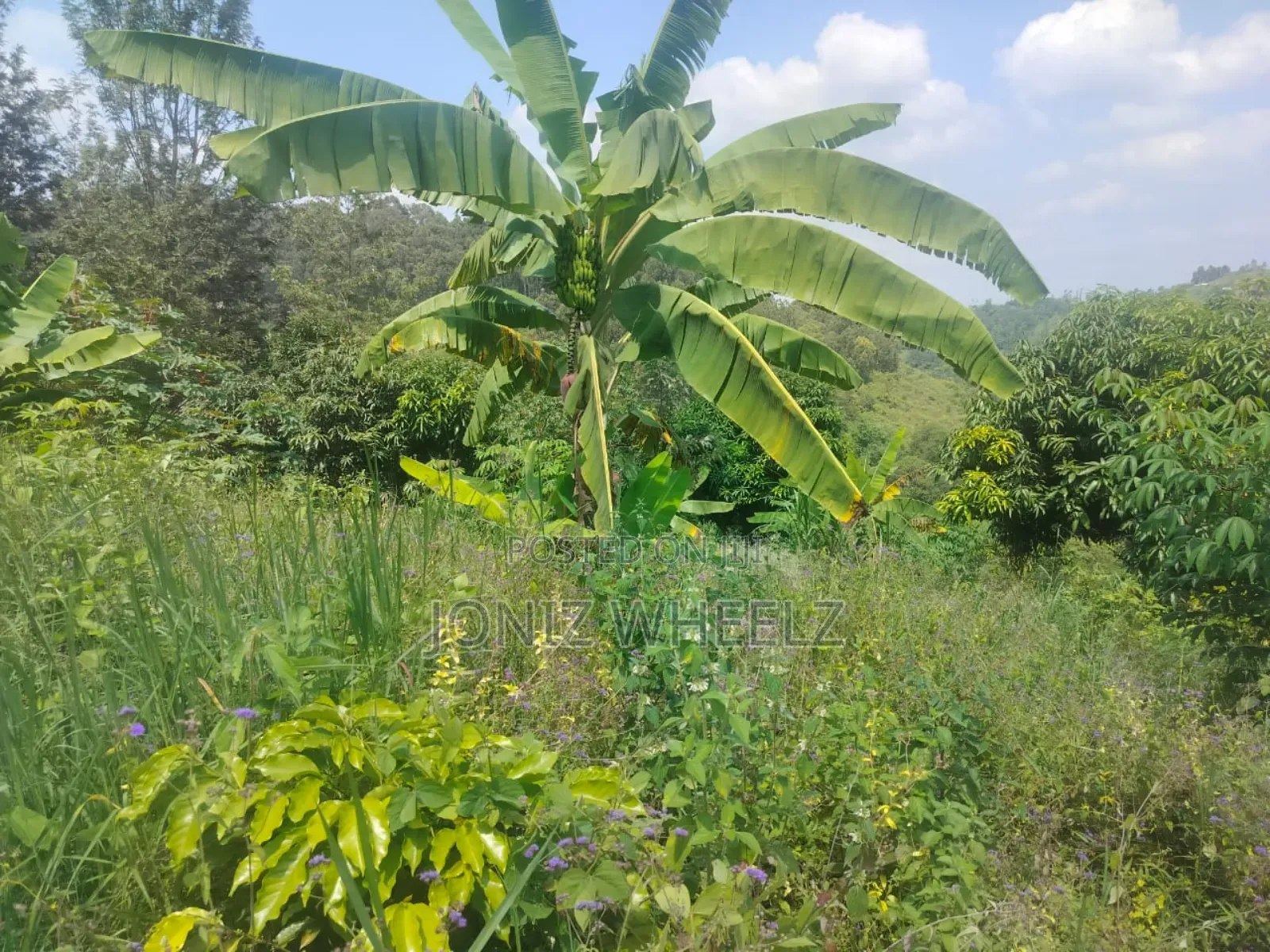 Muranga Kagure Kangwachi 2acre