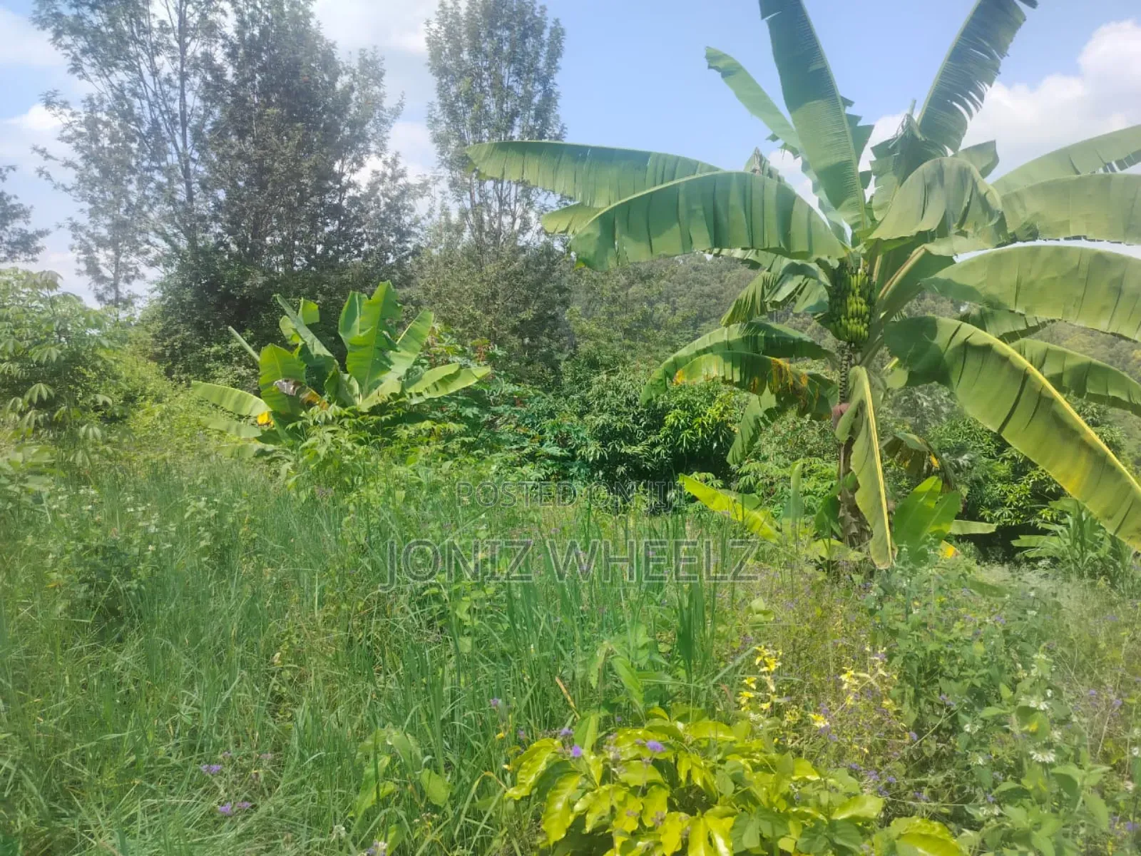 Muranga Kagure Kangwachi 2acre