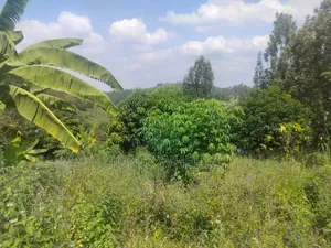 Muranga Kagure Kangwachi 2acre