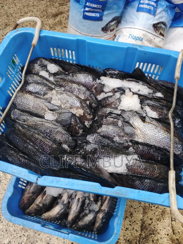 Fresh Victoria Fish
