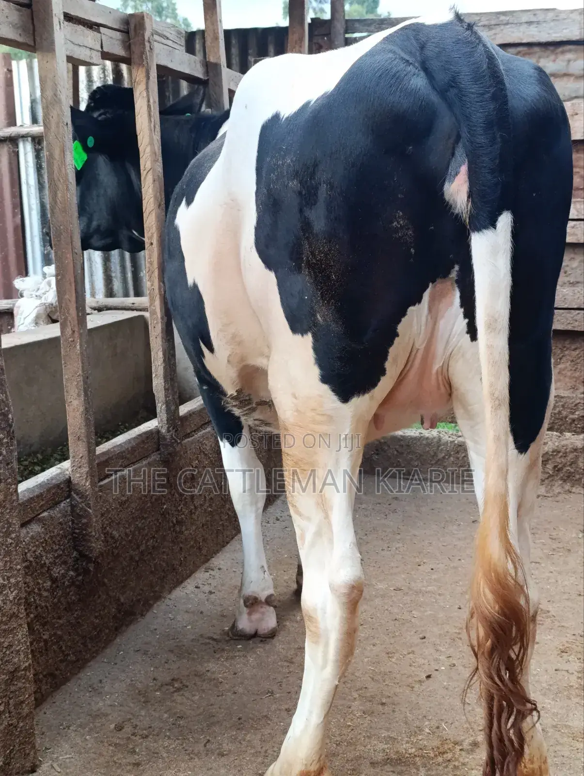 Top Friesian Incalf Heifer