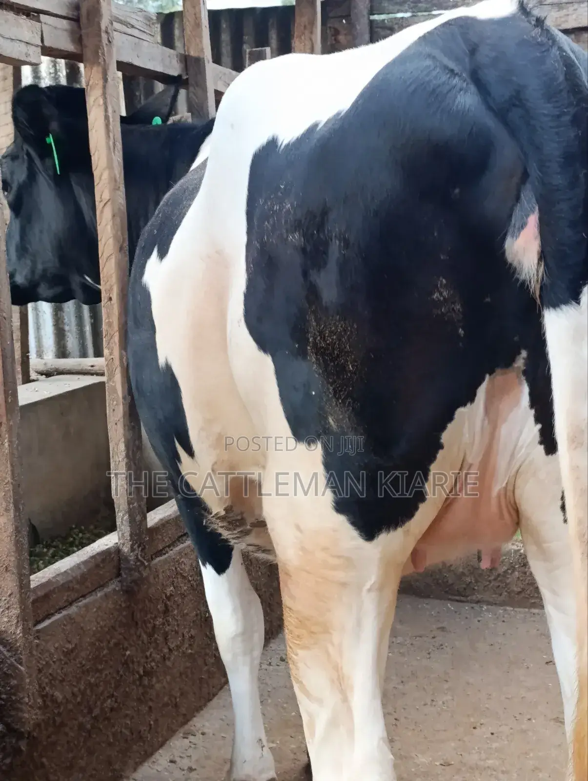 Top Friesian Incalf Heifer
